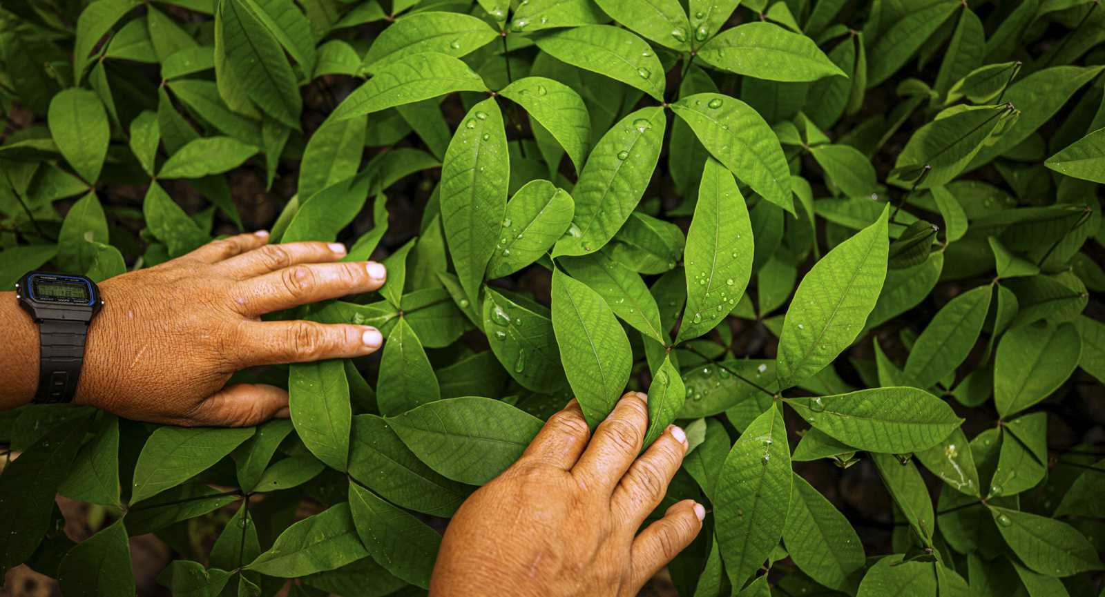 Sementes Vegetais